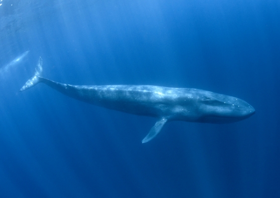 Blue Whale Challenge: verità o c’è qualcosa di falso dietro tutto questo?