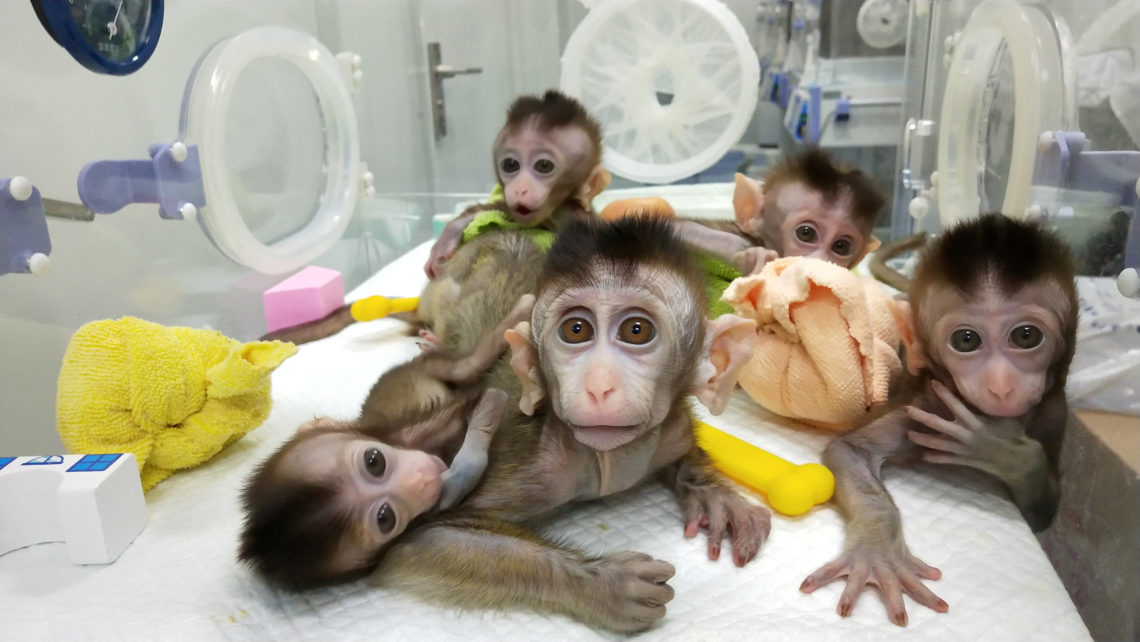 Cina, clonate cinque scimmie insonni. Le associazioni animaliste schierate: «Inutile sofferenza»