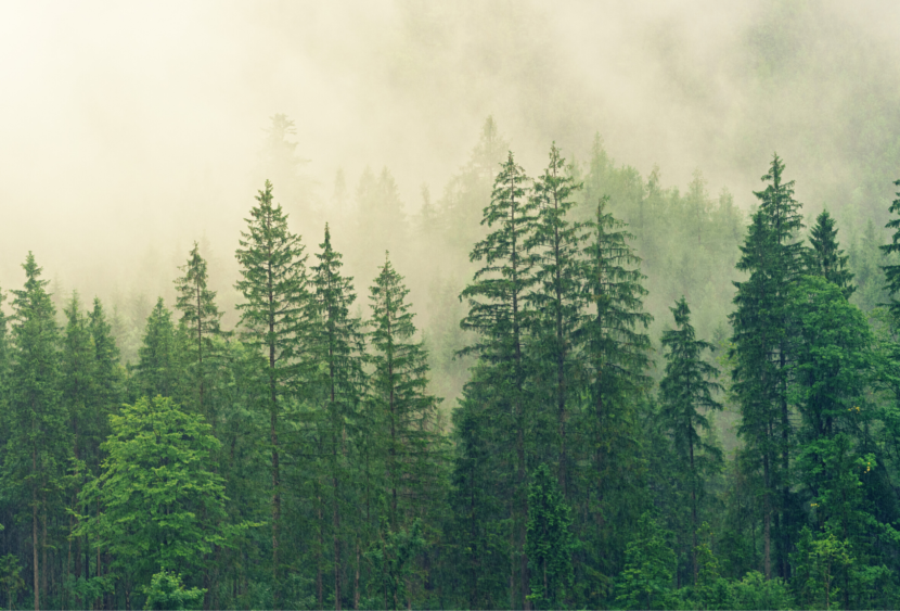 Europa, la presenza di alberi è essenziale per combattere il cambiamento climatico