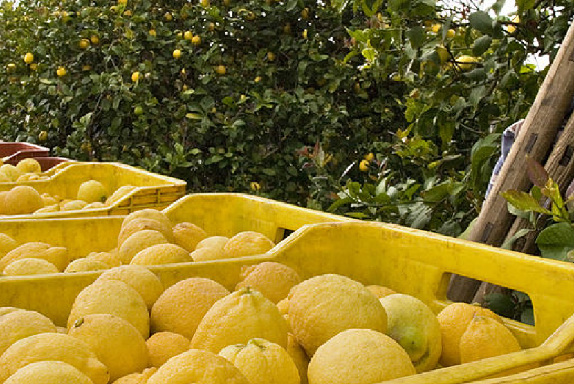 Consorzio di tutela del “limone di Siracusa Igp” al programma itinerante patrocinato dalla Regione Siciliana, sotto la direzione creativa di Dolce&Gabbana