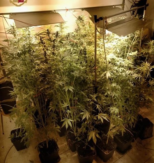 Bologna, una serra in casa: coltivate 29 piante di marijuana in una stanza