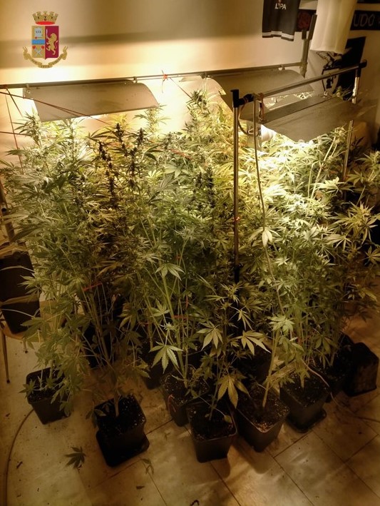 Bologna, una serra in casa: coltivate 29 piante di marijuana in una stanza