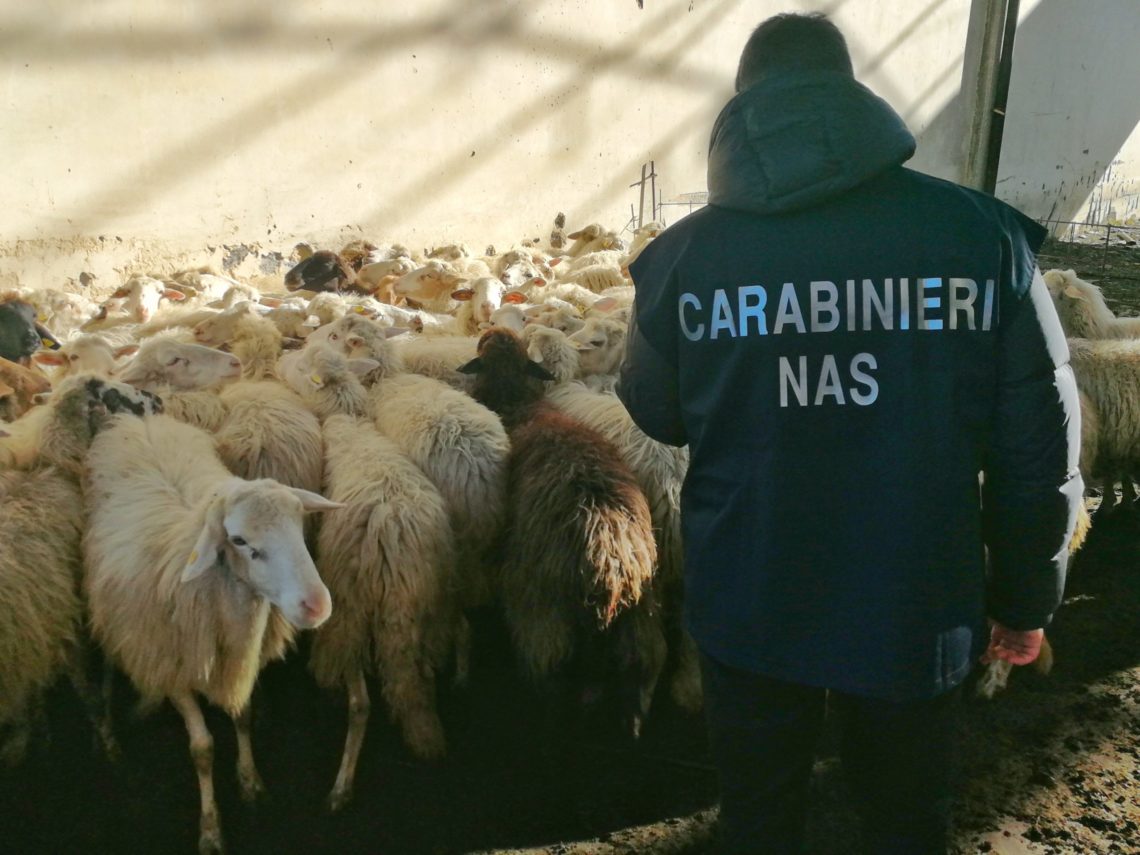 Scordia (CT), sequestrato allevamento di pecore e farmaci veterinari