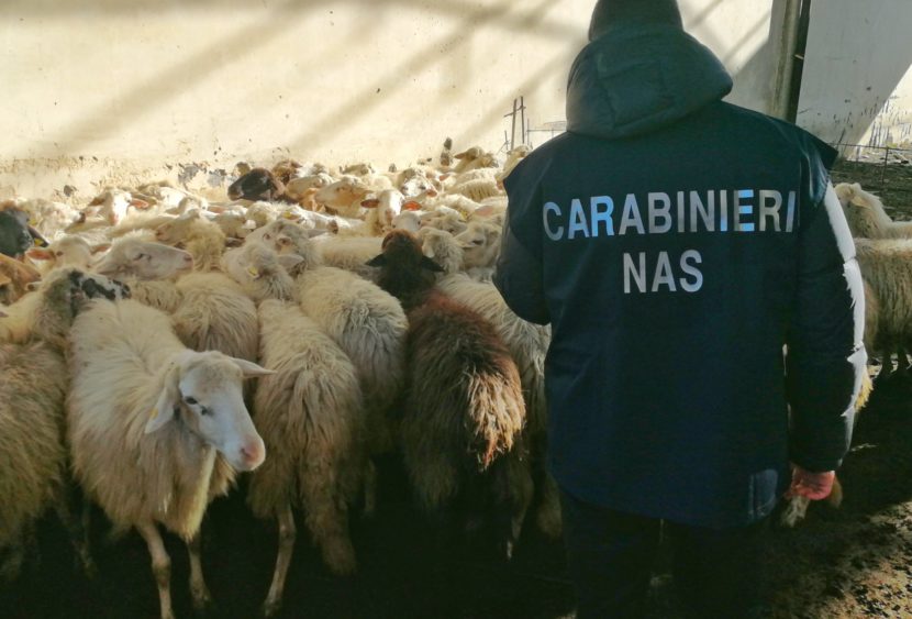 Scordia (CT), sequestrato allevamento di pecore e farmaci veterinari