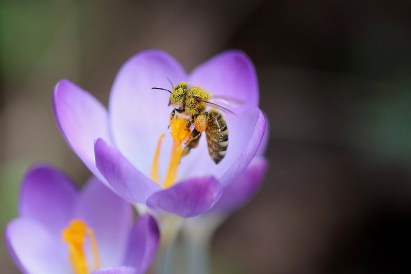 Il Green Friday di 3Bee: scegli le api e regala la sostenibilità