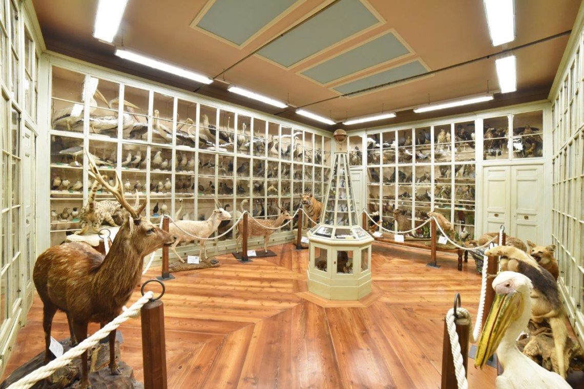 A Bra (CN) c’è un Museo di Storia Naturale a misura di famiglia