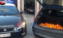 Paternò, in fuga con arance rubate: tre denunce nel catanese