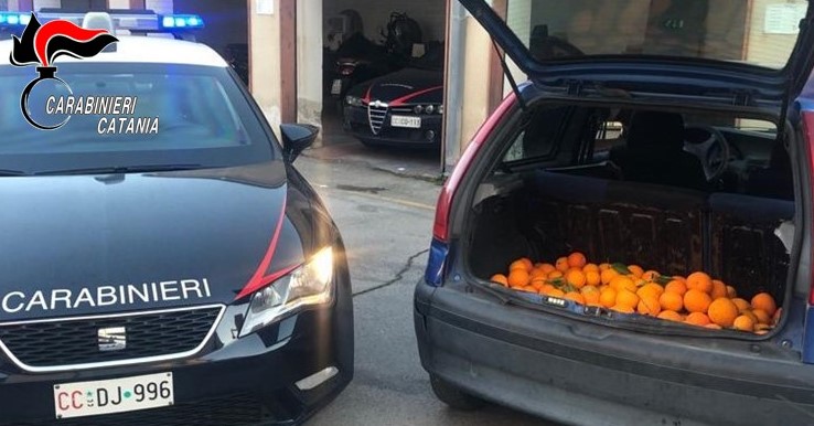 Paternò, in fuga con arance rubate: tre denunce nel catanese