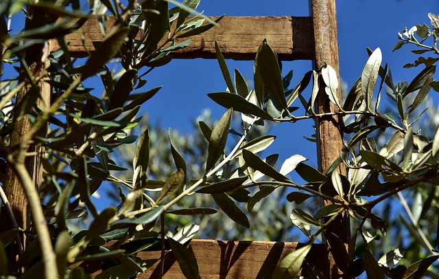 Palermo: dagli ulivi cresciuti sulla terra della strage di capaci l’olio sacro dell’anno liturgico siciliano