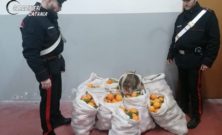 Mineo (CT): oltre 400 kg di arance nel bagagliaio, tre arresti