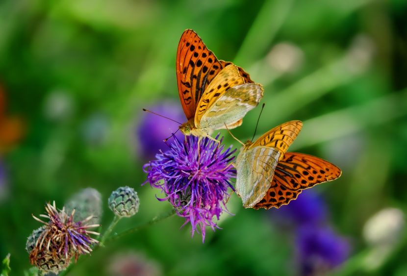 Torna il mondo colorato delle farfalle a Palermo e a Marsala