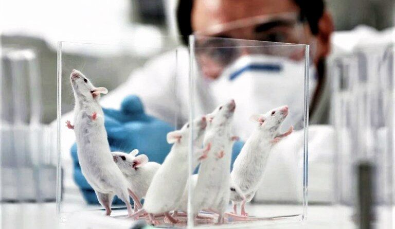 Sperimentazione animale confermata fino al 2025: un sacrificio ancora necessario?