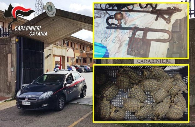 Catania, detenzione illegale di animali in via di estinzione: due denunce