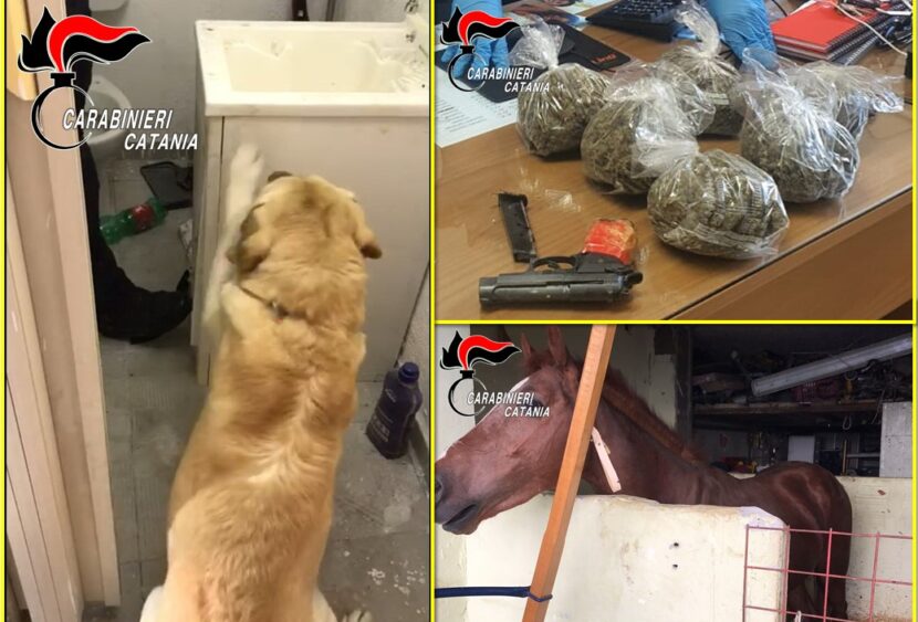 Stalla abusiva e 700g di marijuana nascosti in un garage