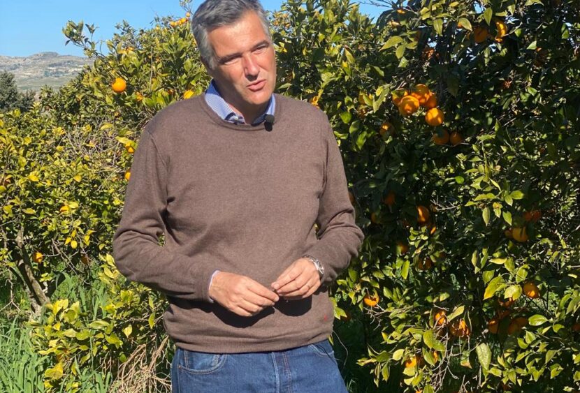 Agrumicoltura: È allarme Xylella degli agrumi, confermati i primi casi in Portogallo