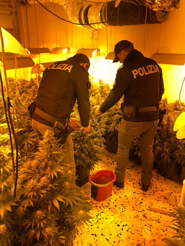 Palermo: la Polizia scova una piantagione indoor marijuana, un arresto