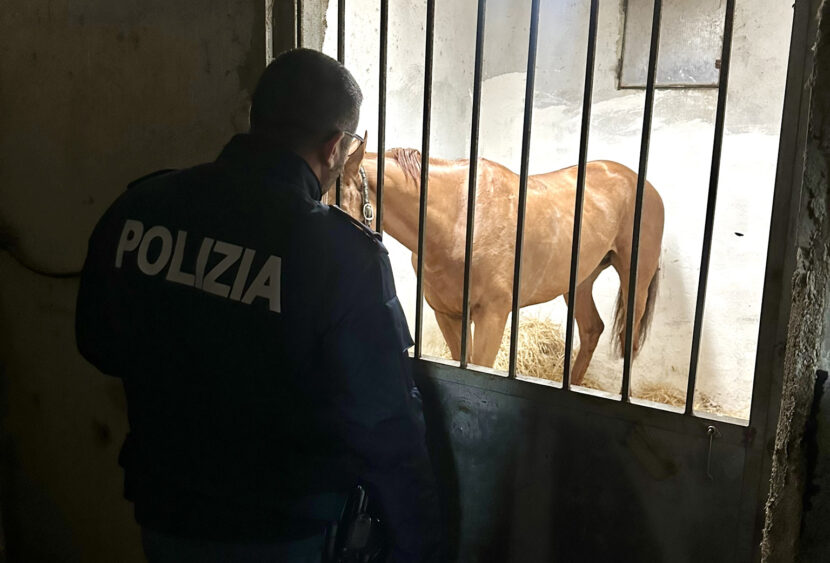 Messina: corsa clandestina di cavalli lungo il viale Giostra, denunciato uno dei fantini