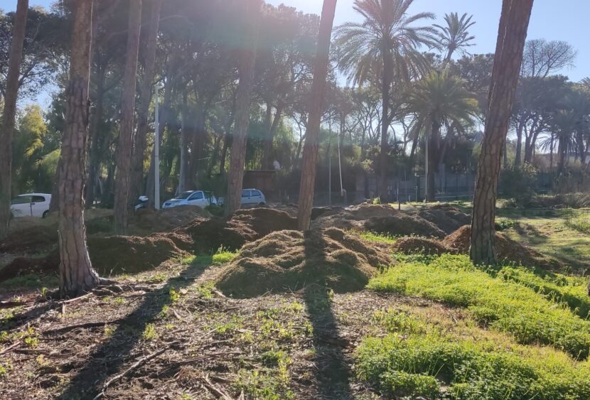 Bonaccorsi (M5s): “Cumuli di asfalto abbandonato e di sfalci di potatura al boschetto della Playa”.