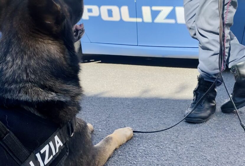 Messina, servizi antidroga: il fiuto del cane poliziotto Kent porta dritti a marijuana e hashish