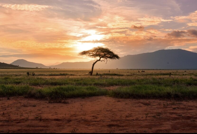 Dove si fa il miglior safari in Africa? Ecco le destinazioni più amate