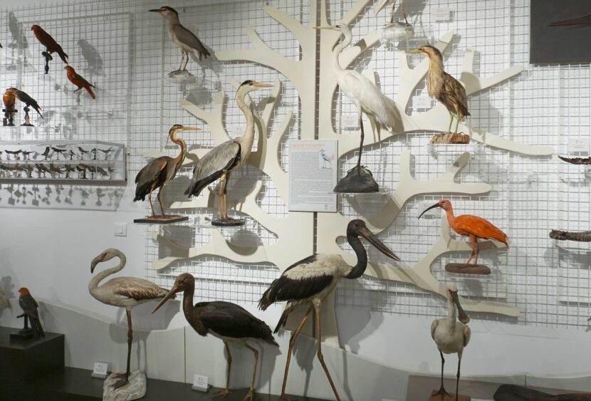 “Ci vuole orecchio”, al Museo di Zoologia il “canto” degli uccelli siciliani