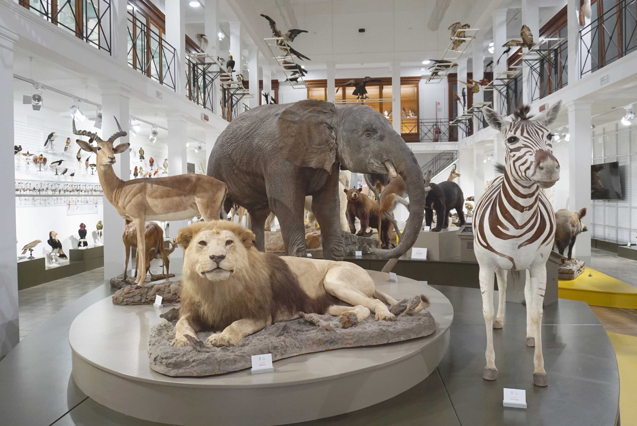 Gli animali nell’immaginario degli antichi greci e romani, al MuZoo ...