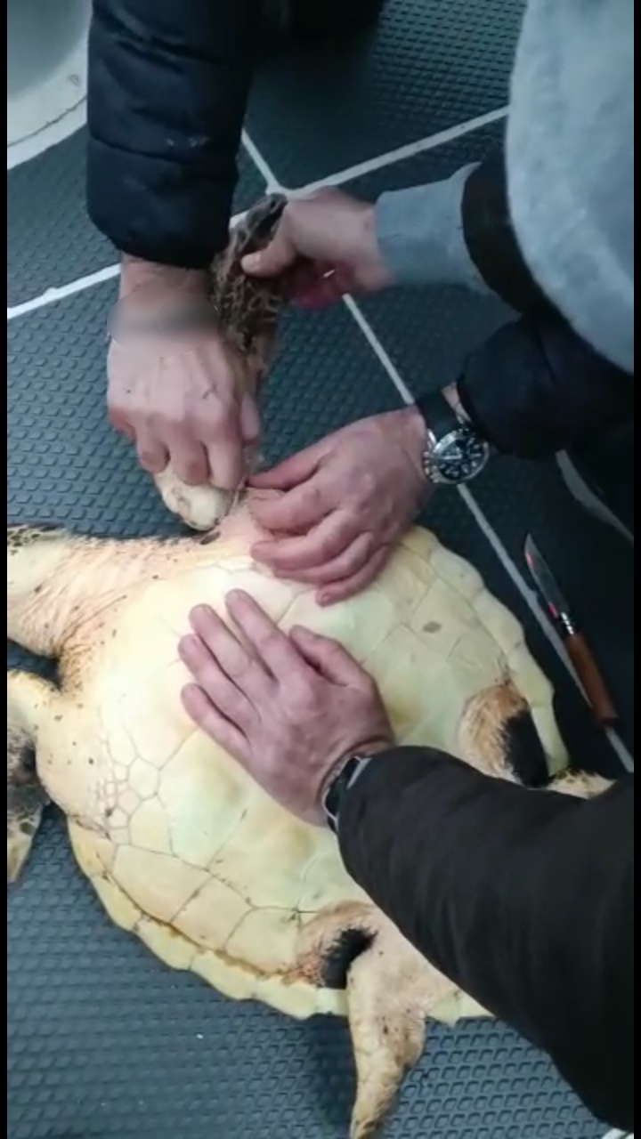 Tartaruga marina “Caretta Caretta” salvata dai Carabinieri Subacquei nel porto di Messina