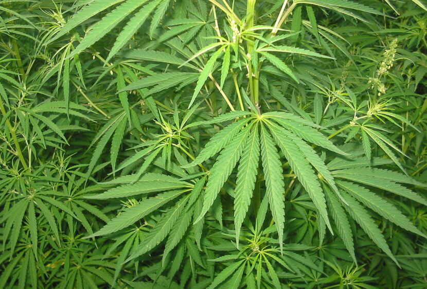 420 Day: un’occasione per parlare di legalizzazione