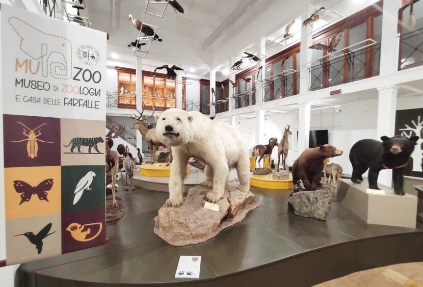 Un tè al Museo di Zoologia di Catania: venerdì incontro sulla tutela degli habitat costieri