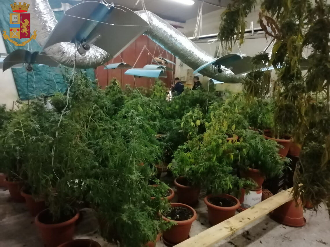 CATANIA – Volanti: scoperta serra di marijuana