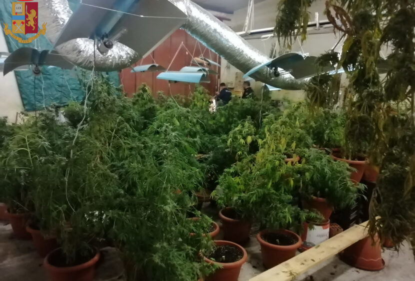 CATANIA – Volanti: scoperta serra di marijuana