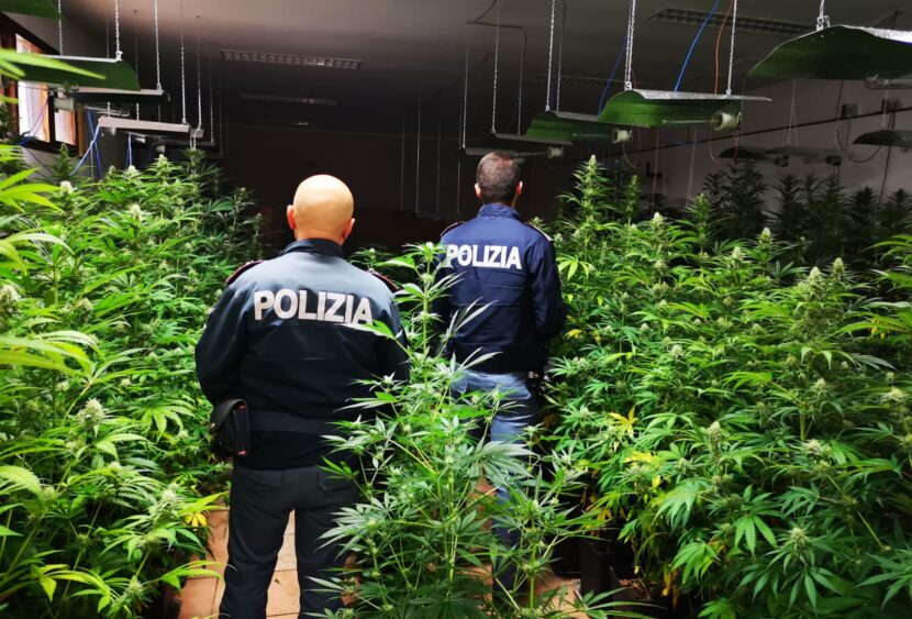 PALERMO – la polizia di stato scova, nel quartiere brancaccio, due piantagioni indoor di marijuana. Un arresto ed un indagato in stato di libertà