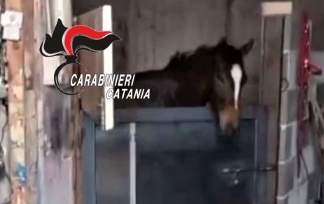 Biancavilla: carabinieri contro corse clandestine di cavalli