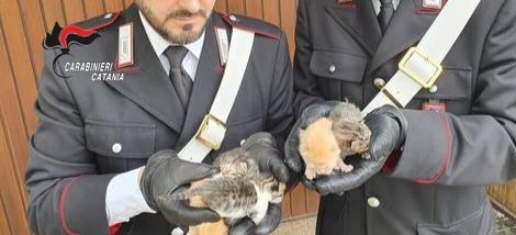 Catania: temono una disgrazia e chiamano i Carabinieri che trovano tutt’altro: denunciata la proprietaria di casa 62enne per maltrattamento di alcuni cuccioli