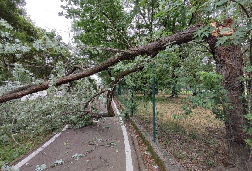 Tromba d’aria a Milano, le immagini: notte di alberi divelti e macchine distrutte