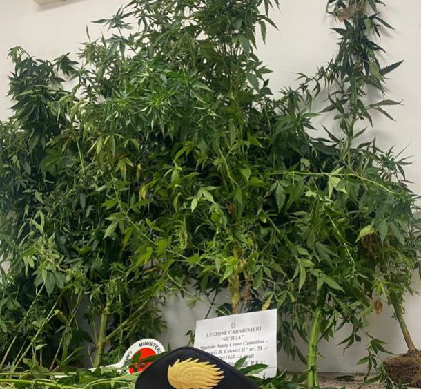 Arrestato 66enne a Ragusa: coltivava piante di cannabis