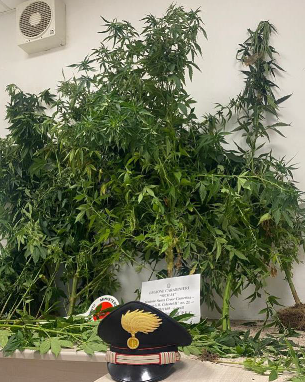 Arrestato 66enne a Ragusa: coltivava piante di cannabis