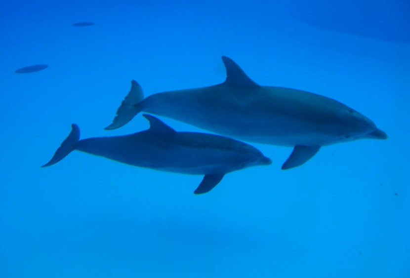 Le mamme di delfino utilizzano il baby talking con i cuccioli