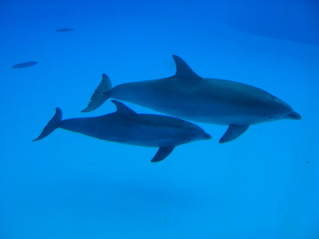 Le mamme di delfino utilizzano il baby talking con i loro cuccioli