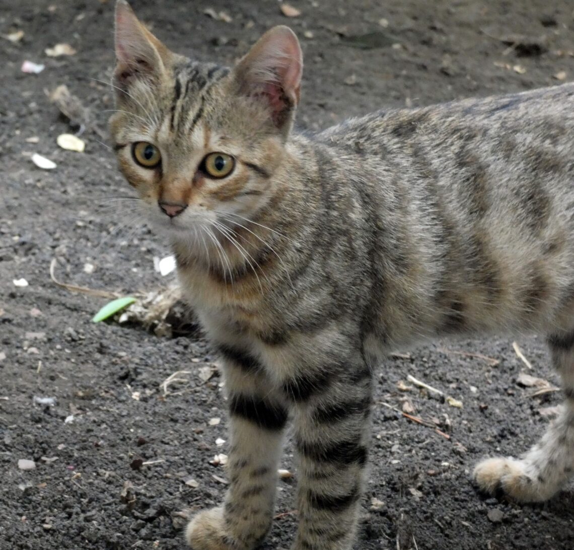 Giarre, decine di gatti uccisi lungo il viale Aldo Moro: una strage che dura da anni