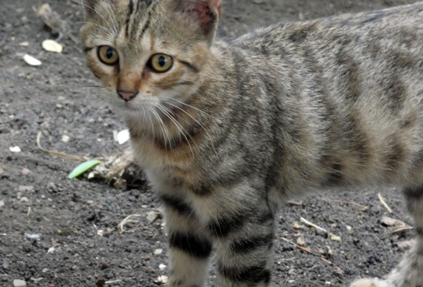 Giarre, decine di gatti uccisi lungo il viale Aldo Moro: una strage che dura da anni