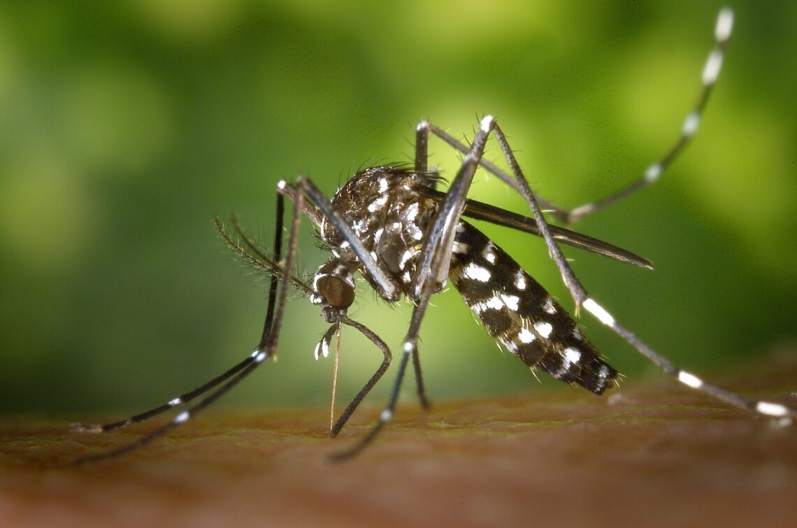 Il virus dengue in Italia: quali sono i sintomi e come proteggersi