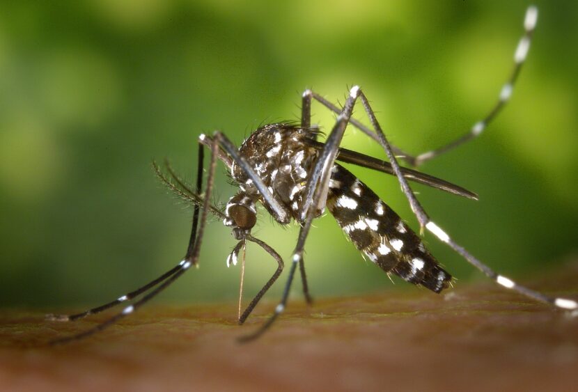 Il virus dengue in Italia: quali sono i sintomi e come proteggersi