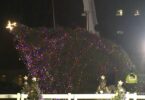 USA, cade albero di Natale della Casa Bianca: abbattuto dal vento